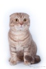 Scottish Fold