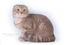 Scottish Fold